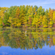 Illustration for article titled 76 Stunning Photos Of Fall Leaves